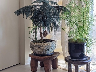 PXL_20210315_014801993.PORTRAIT